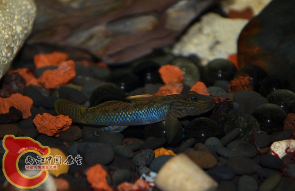 DSC_2538.jpg