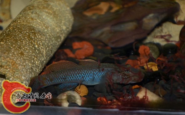 DSC_2540.jpg