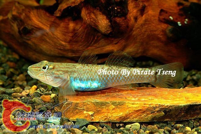 母魚