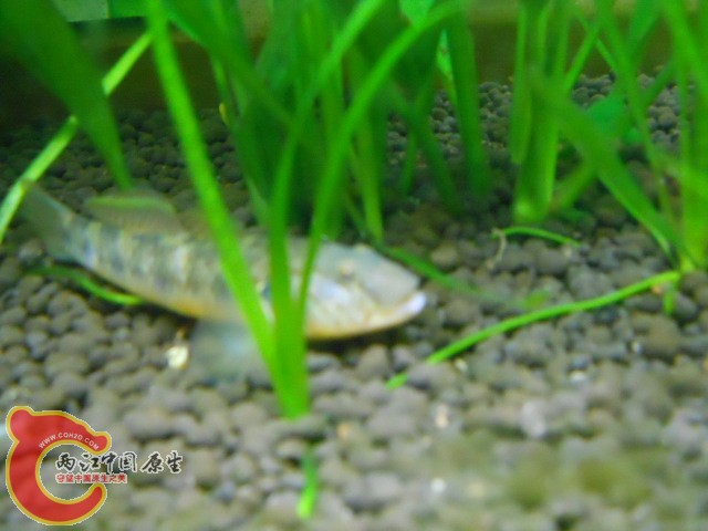 DSCN0069.JPG