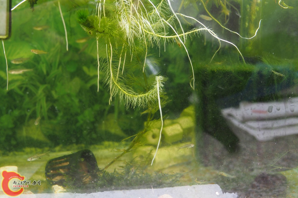 P4170062副本.jpg