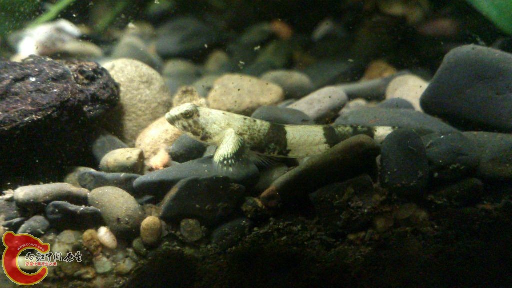 DSC_0150_结果.jpg