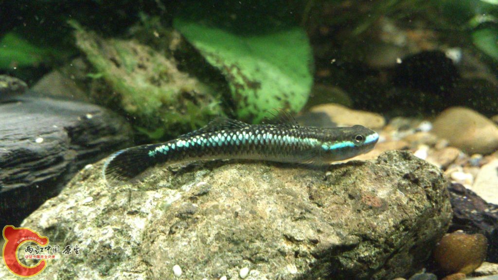 DSC_0160_结果.jpg
