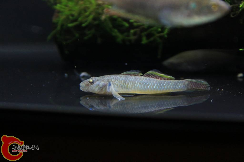 虾虎001.jpg