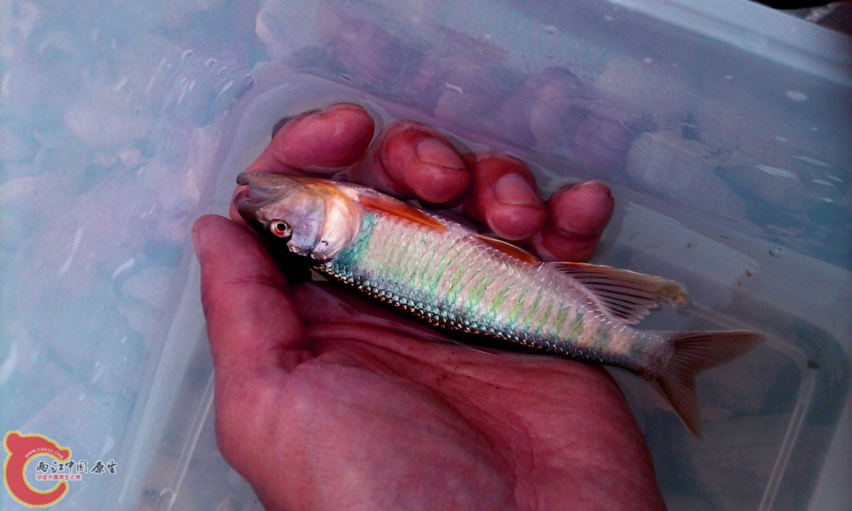 最后还有个马口