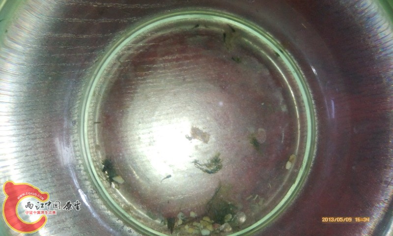 繁殖的孔雀