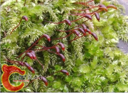 rutabulum SPP.