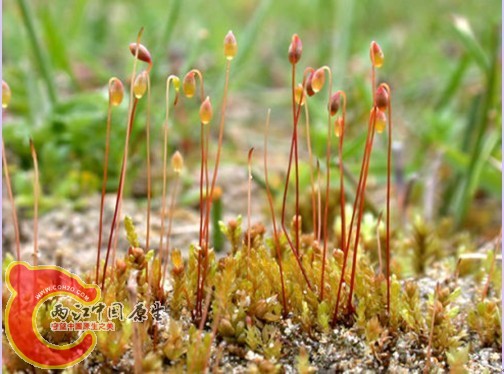 Bryum_calophyllum