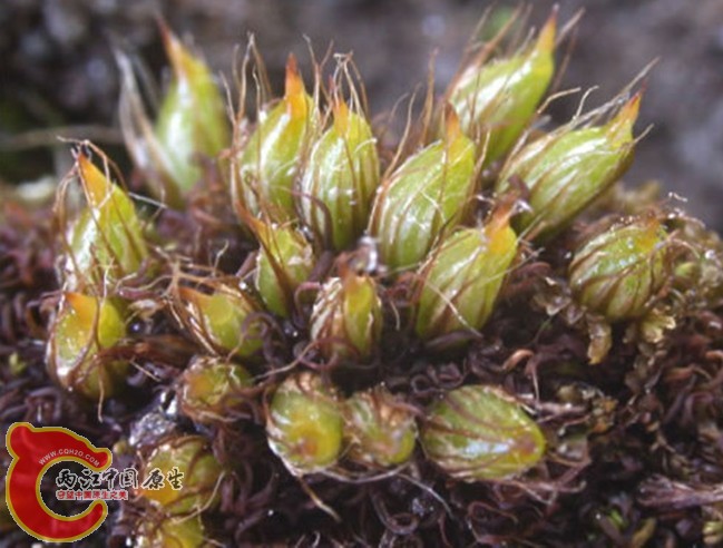 Diphyscium foliosum