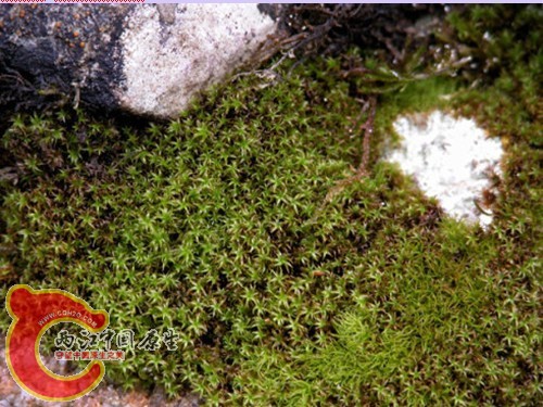 Zygodon gracilis