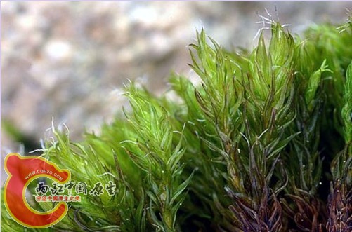 紫萼藓科某种