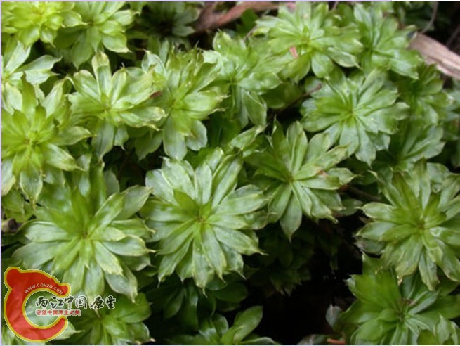 Rosulabryum keniae