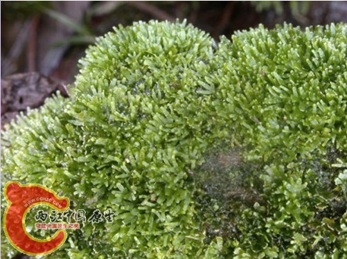 掌状片叶苔iccardia palmata