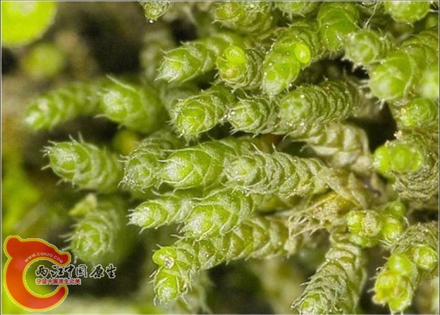 Bryum argenteum Hedw.银叶真藓