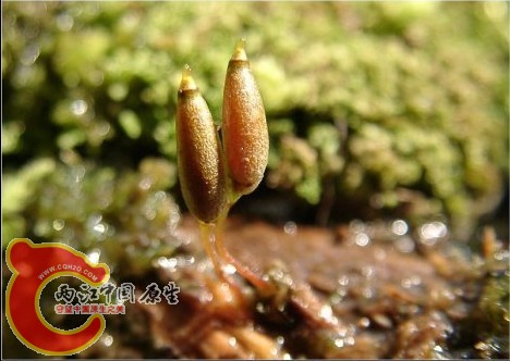 Buxbaumia minakatae Okam. 筒蒴烟杆藓