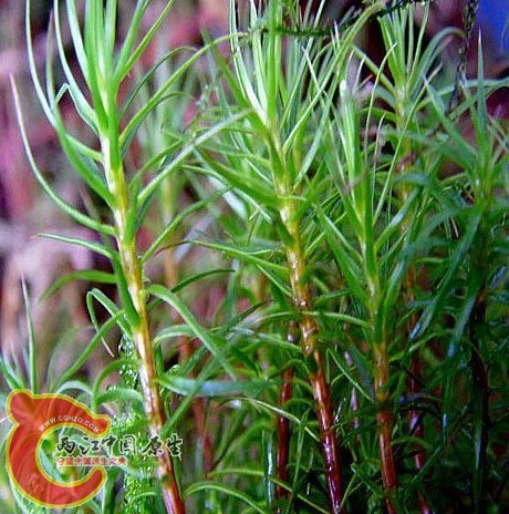 Polytrichum commune L. ex Hedw.大金发藓（土马骔）