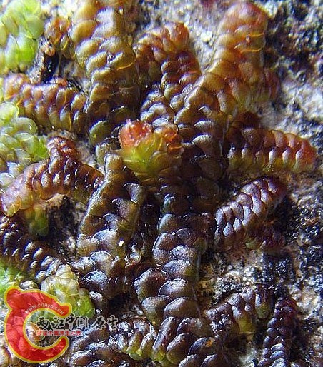 Frullania fengyangshanensis R.L.Zhu & M.L.So凤阳山耳叶苔