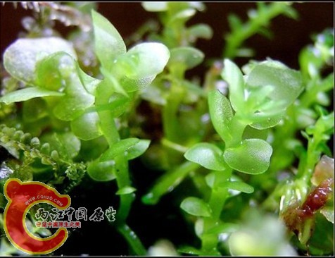 Haplomitrium mnoidies (Lindb.) R.M.Schust. 圆叶裸蒴苔（圆叶美苔）