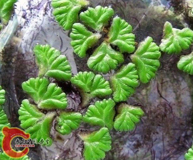  Ricciocarpos natans (L.) Corda浮苔