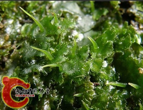 Megaceros flagellaris (Mitt.) Steph. 东亚大角苔
