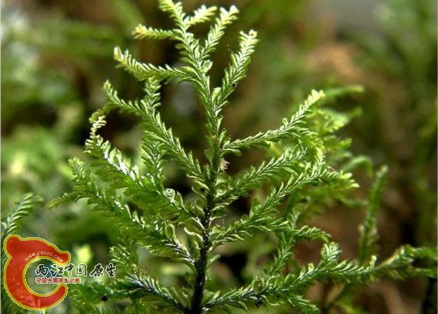 Plagiochila pulcherrima Horik. 美姿羽苔