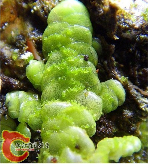 Radula constricta Steph.芽孢扁萼苔