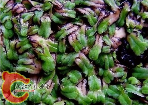 Riccia treubiana Steph. 南亚钱苔