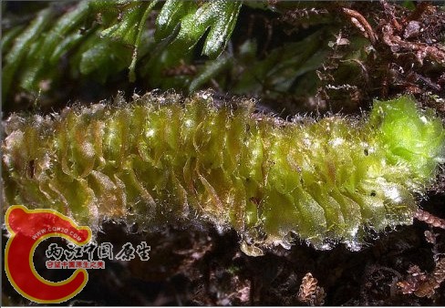 Schistochila sciurea (Nees) Schiffn. 毛叶歧舌苔