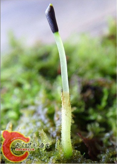 Trichocolea tomentella (Ehrh.) Dumort. 绒苔