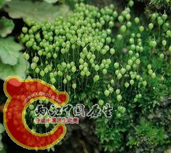 立碗藓