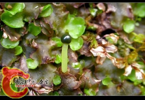 溪苔Pellia epiphylla (L.) Cord