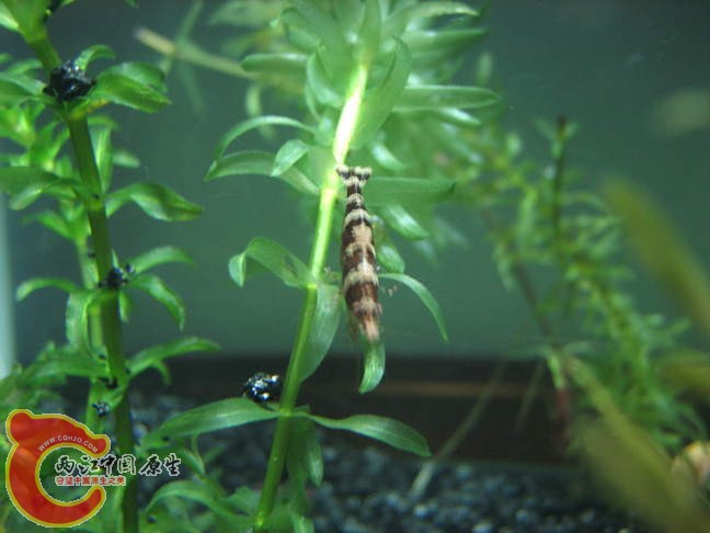 这只背上有漂亮的图案