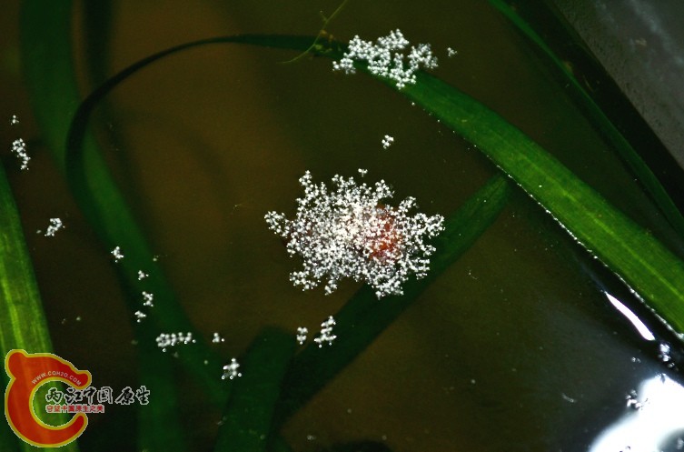 苹果螺在水面产的卵.jpg