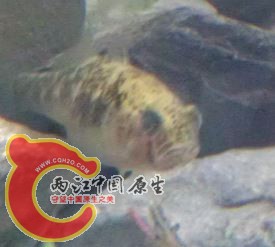 捕获1.JPG