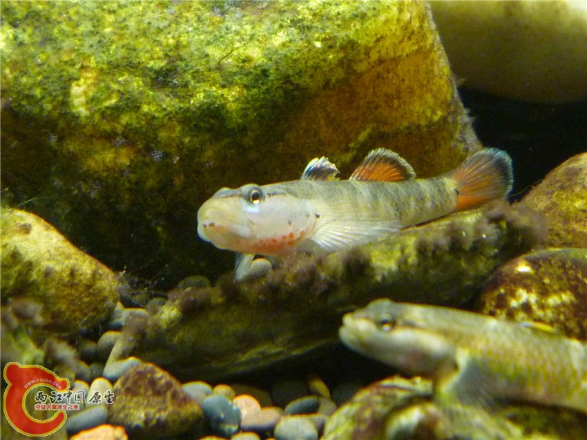 P1150007.jpg