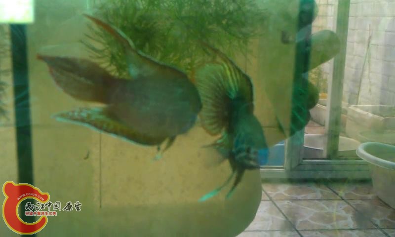 公鱼斗尾1_201361174553.JPG