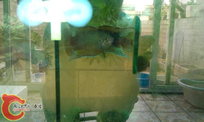 公鱼斗尾1_20136117437.JPG