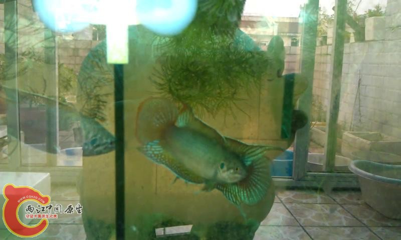 公鱼斗尾1_201361174352.JPG