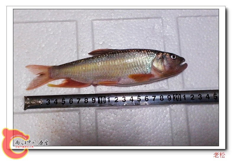 马口鱼1.jpg
