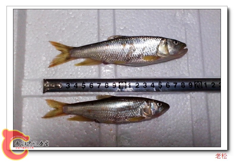 马口鱼3.jpg