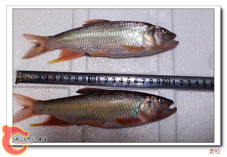 马口鱼4.jpg