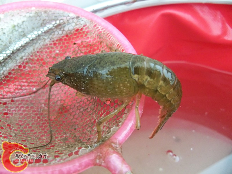 小龙虾拿回来的.jpg
