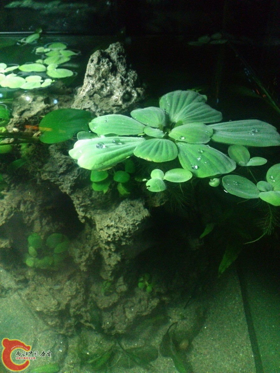 DSC_0434_2279794_副本.jpg