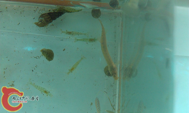 迷你小泥鳅2.jpg