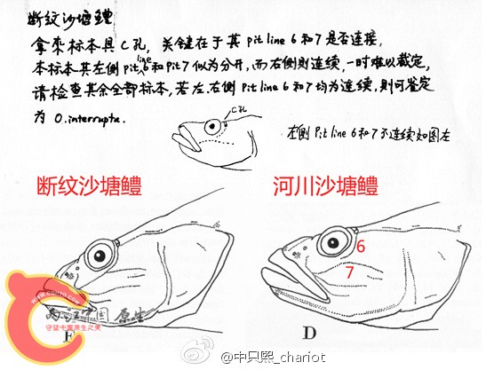 沙塘鳢.jpg