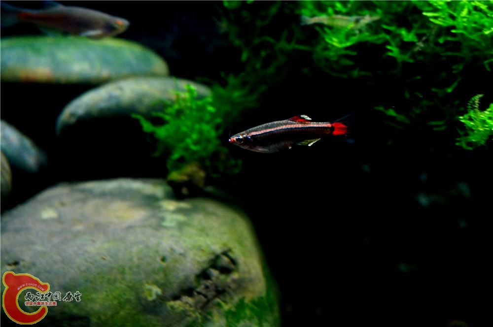 小缸31.jpg