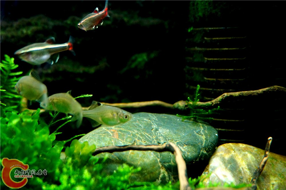 小缸41.jpg