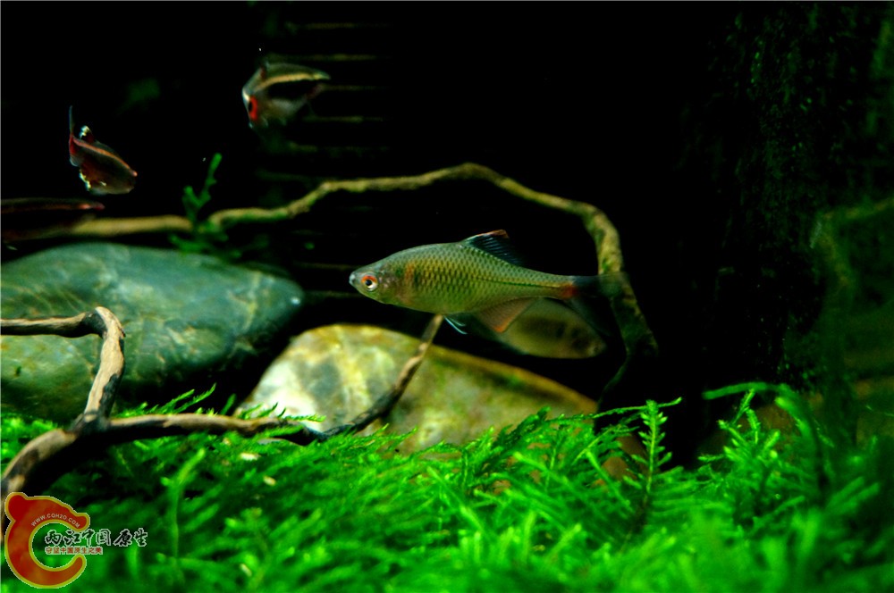 小缸42.jpg