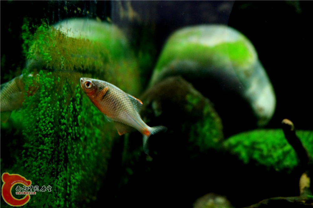 小缸44.jpg