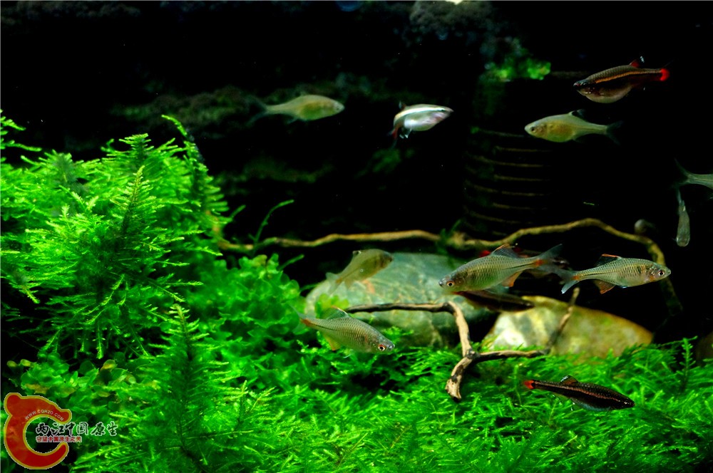 小缸45.jpg